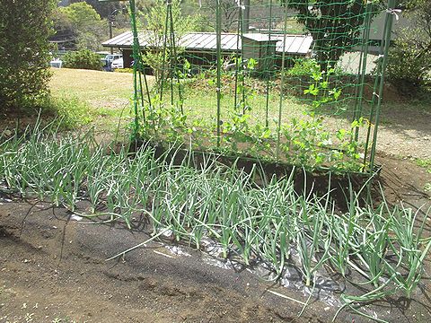 季節の作物が並ぶ、上川町の庭の畑